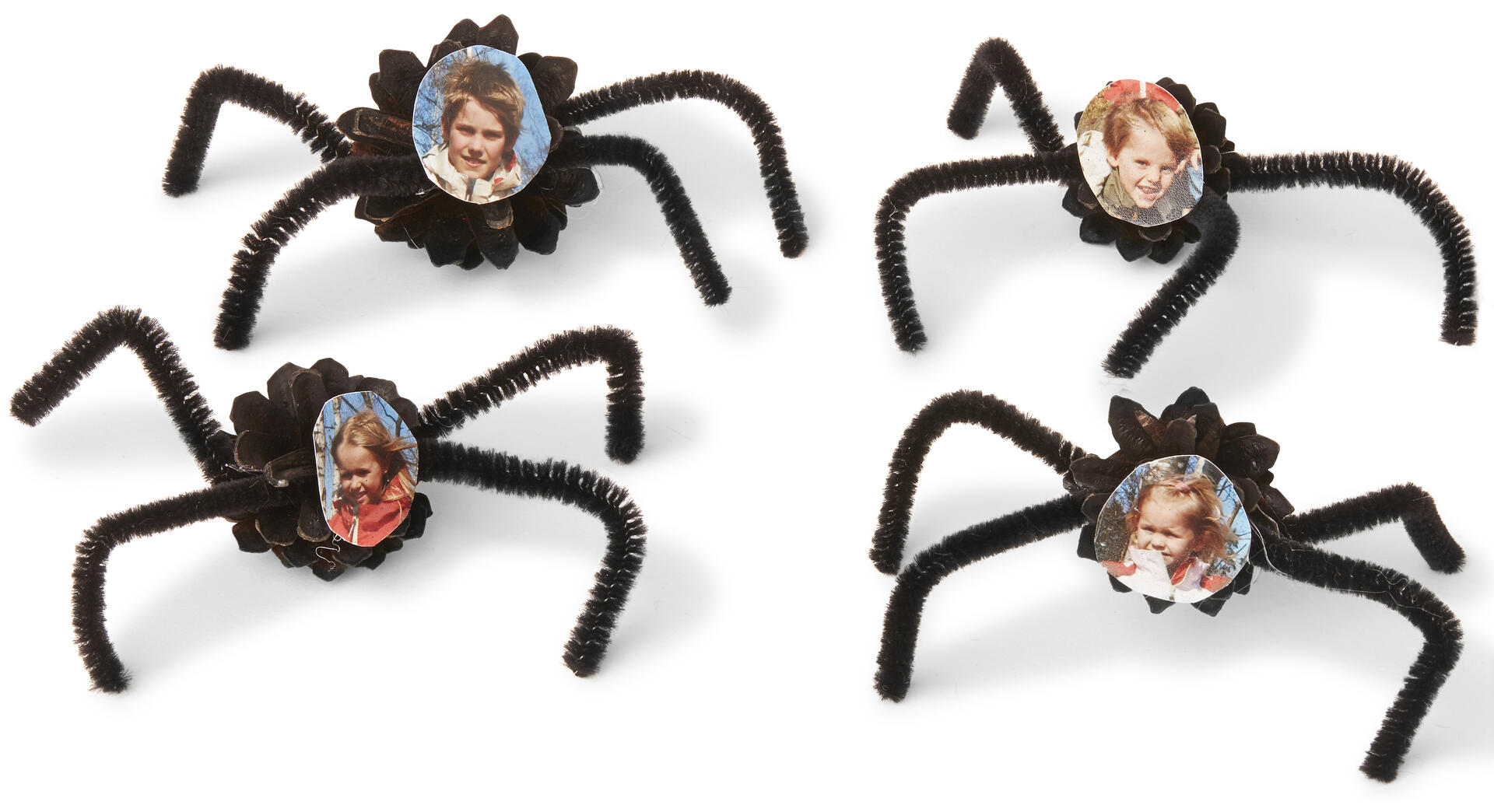 Kongle-edderkopp med bilde