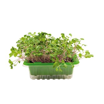 Microblader frømix 1