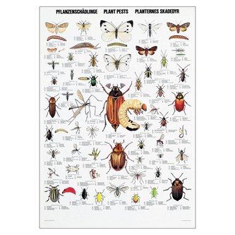 Insekter og skadedyr - plakat
