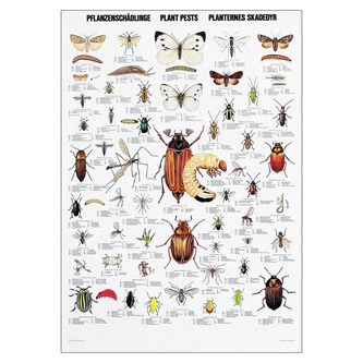 Plakat insekter og skadedyr 70x100 cm