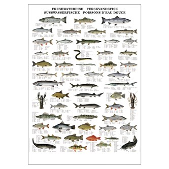 Ferskvannsfisk - plakat