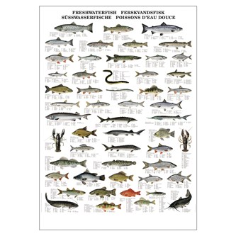 Plakat ferskvannsfisk 70x100 cm