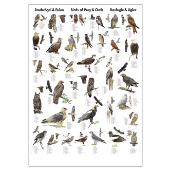 Plakat rovfugler 70x100 cm