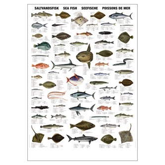 Plakat saltvannsfisk 70x100 cm