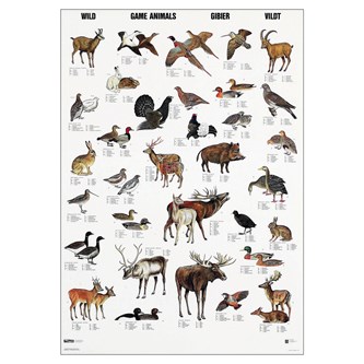 Plakat ville dyr 70x100 cm