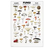 Plakat sopp 70x100 cm