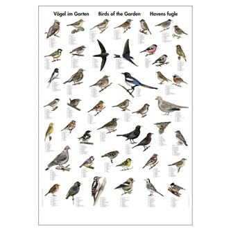 Fugler i hagen - plakat