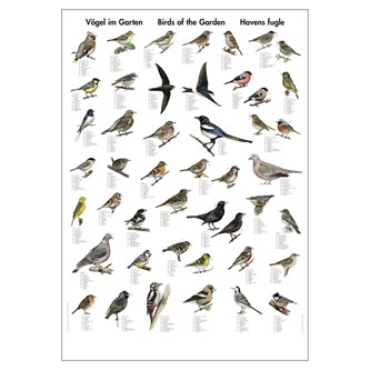Plakat fugler i hagen 70x100 cm