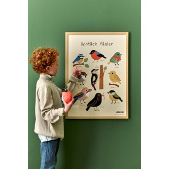 Oppdag fuglene - gratis plakat