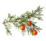 Appelsinkuler