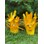 Fingersoppen Fingal
