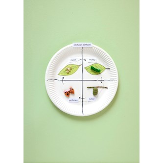 Sommerfuglens livssyklus