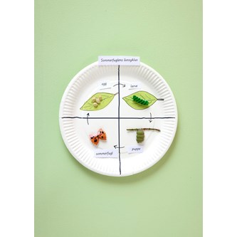 Sommerfuglens livssyklus