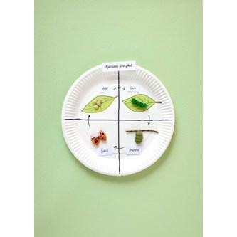 Sommerfuglens livssyklus