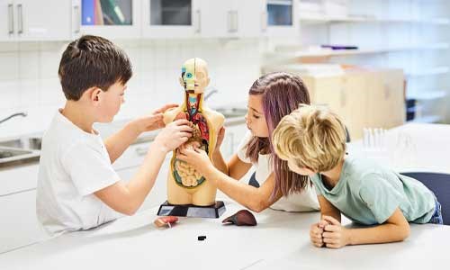 Tre elever utforsker en torso